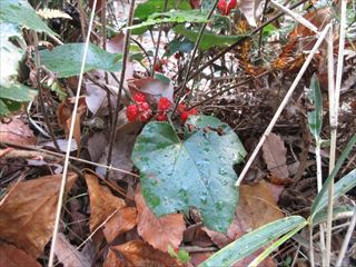 フユイチゴ（バラ）